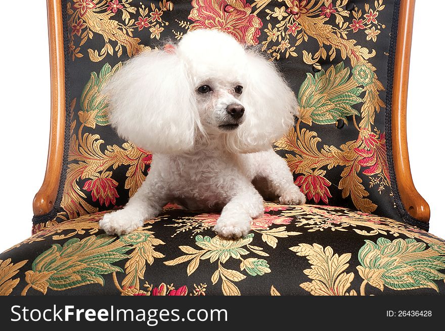 A cute, white toy poodle lying on an elegant floral chair. A cute, white toy poodle lying on an elegant floral chair.