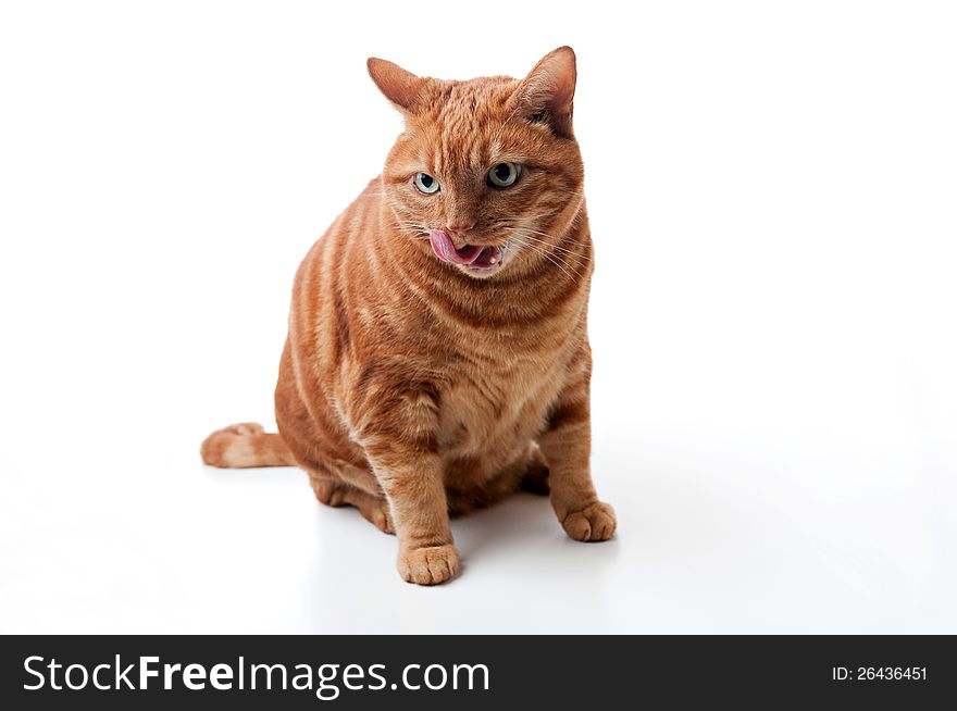 A fat orange tabby cat sitting and licking his chops. Isolated on a white background. A fat orange tabby cat sitting and licking his chops. Isolated on a white background.