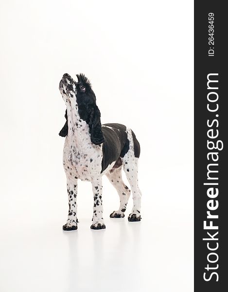 A black and white Cockalier Spaniel dog (half Cocker Spaniel and half Cavalier King Charles Spaniel) standing on an isolated white background and looking up. A black and white Cockalier Spaniel dog (half Cocker Spaniel and half Cavalier King Charles Spaniel) standing on an isolated white background and looking up.