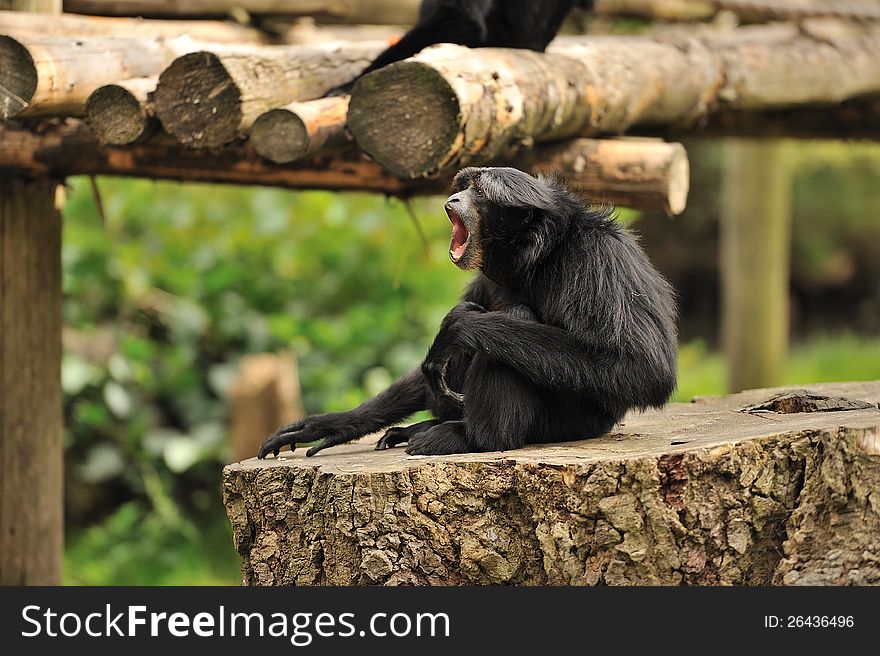 A shouting Agile Gibbon sitting on a stump. A shouting Agile Gibbon sitting on a stump.