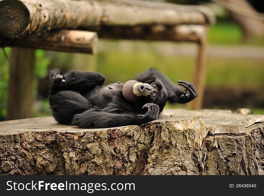 A cheeky Agile Gibbon posing for the camera on a stump. A cheeky Agile Gibbon posing for the camera on a stump.