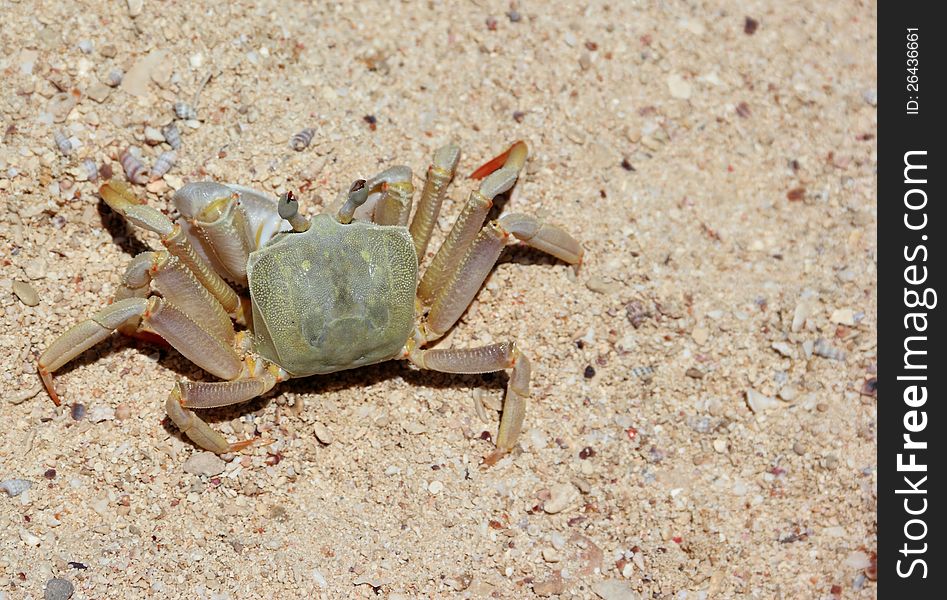 Land Crab On The Beach.