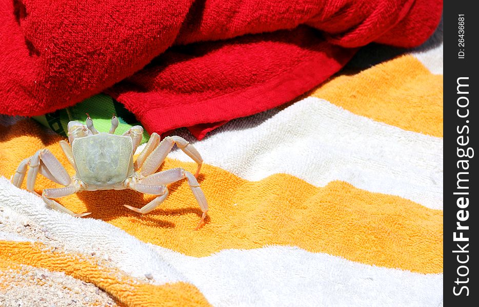 Crab On A Bath Towel.