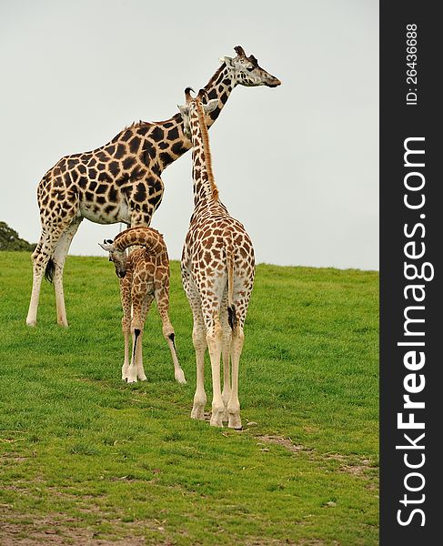 A giraffe family of three in a field.