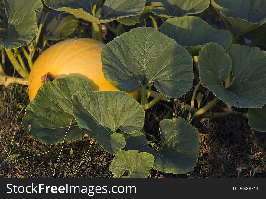 Growing pumpkin on the ground.