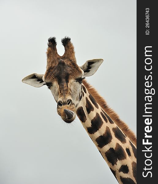 A giraffe showing off its tongue.