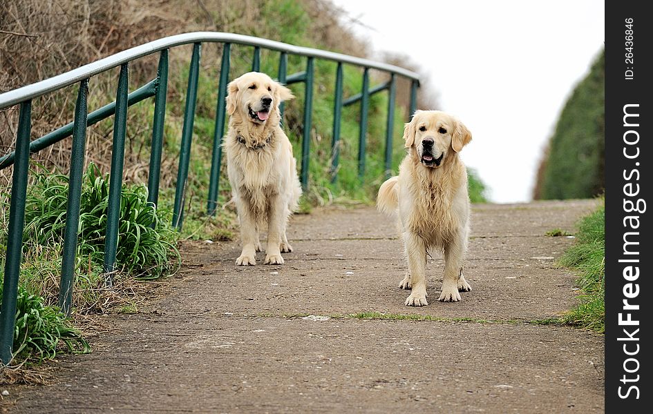 Two Happy Dogs went for a walk. This photo is suitable for dog advertising. Two Happy Dogs went for a walk. This photo is suitable for dog advertising.