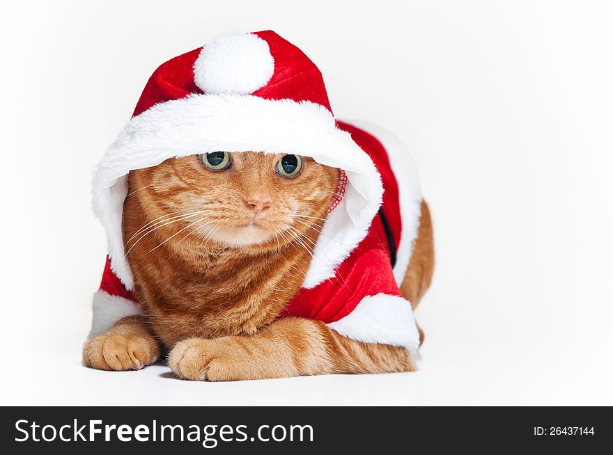 A fat orange Tabby cat lying down and wearing a red and white Santa suit. A fat orange Tabby cat lying down and wearing a red and white Santa suit