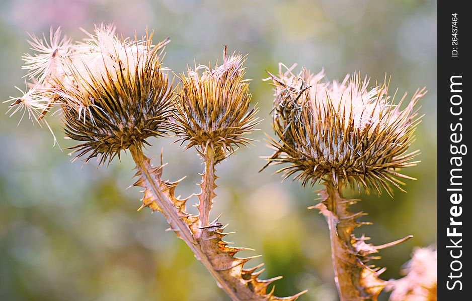 Close up of purple thistles in summer