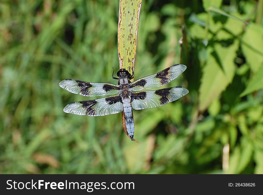 Large dragonfly sitting on a leaf. Large dragonfly sitting on a leaf
