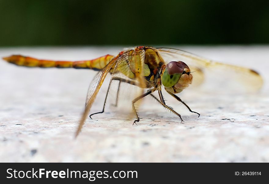 Dragonflies in the marble rest. Dragonflies in the marble rest