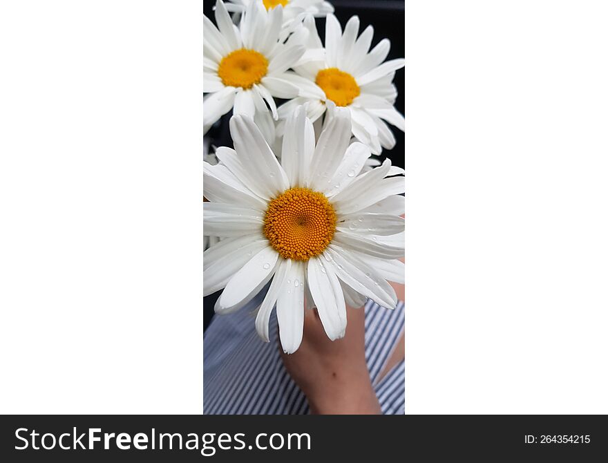 a bouquet of large white garden daisies in her hands. a bouquet of large white garden daisies in her hands