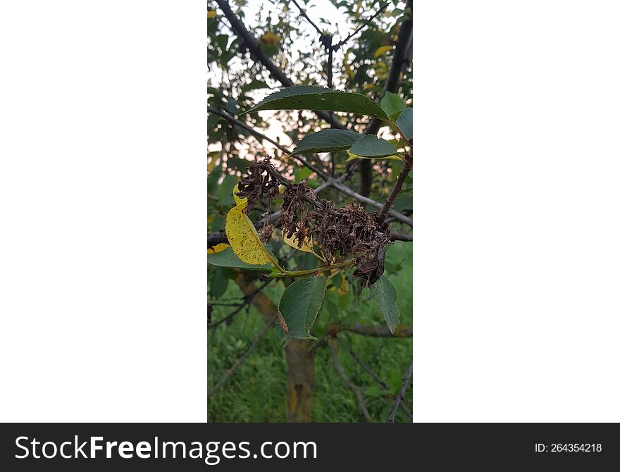 yellow leaves and green affected with brown spots dried fruit cherry branch with flowers and leaves. yellow leaves and green affected with brown spots dried fruit cherry branch with flowers and leaves