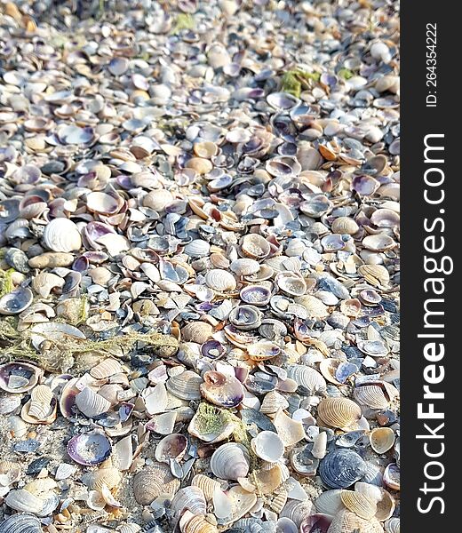 the beach is strewn with small round shells, parts of dry algae. the beach is strewn with small round shells, parts of dry algae