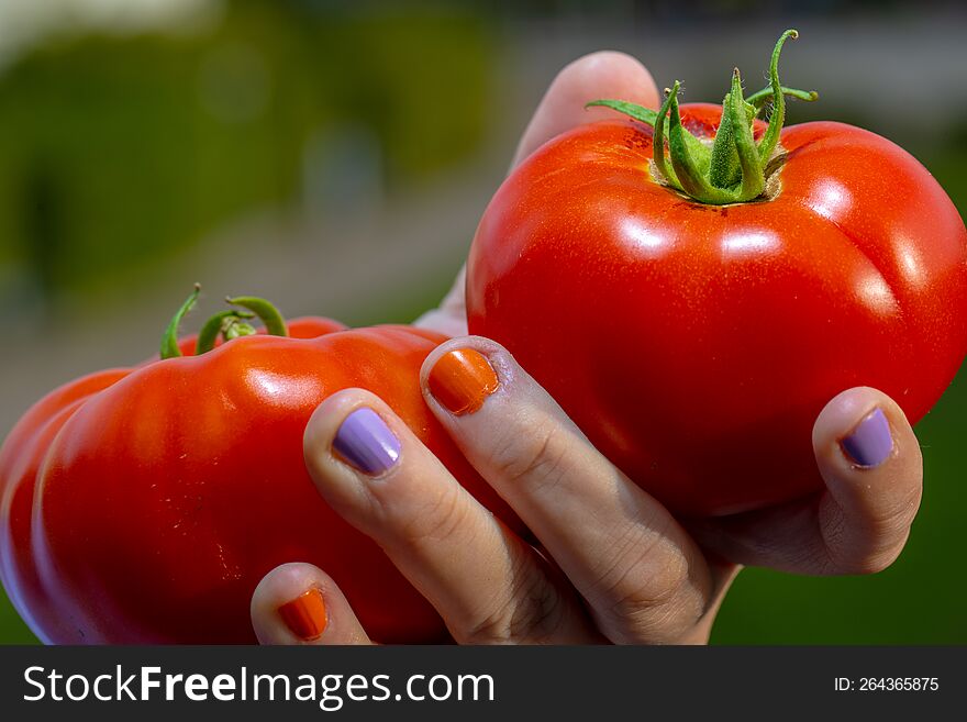 Hand holding two ripe tomatoes