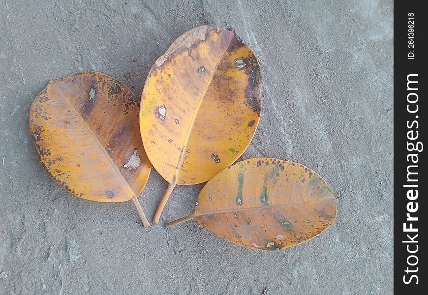 Old is gold, three pale leaves, three deep friends enjoy together