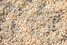 Dry Grains Of Corn Background Royalty Free Stock Photography