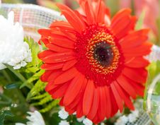 Red Flower Royalty Free Stock Image Red Flower Royalty Free Stock Image