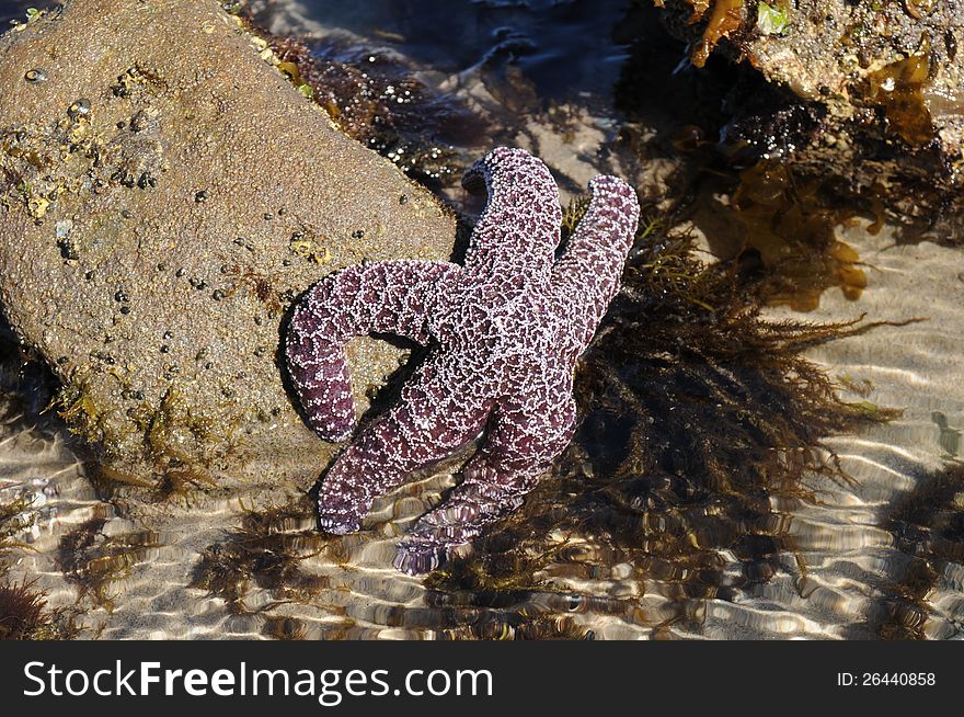 Tidepool with a bright purple large starfish, seaweed, rocks and sand. Tidepool with a bright purple large starfish, seaweed, rocks and sand