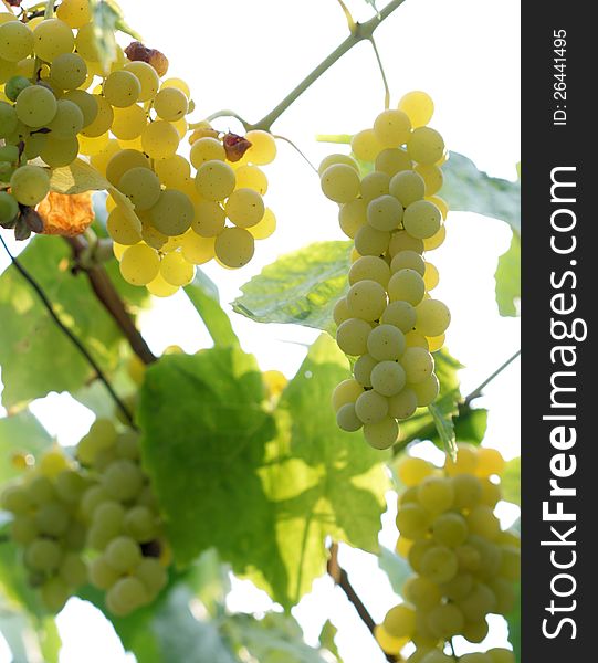 Pic of ripe  white grape