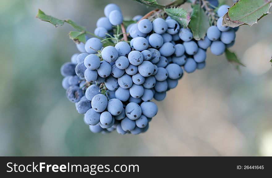 Pic of ripe blueberry wild. Pic of ripe blueberry wild