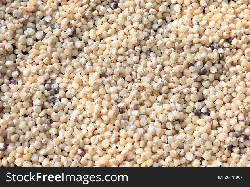 Dry grains of corn background for your design