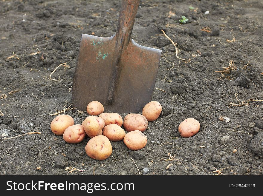 Only the dug-out potato in the field with a shovel