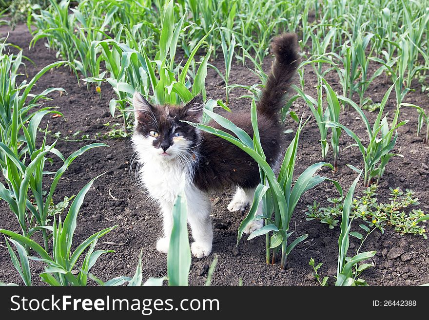 Tiny wild cat in the field