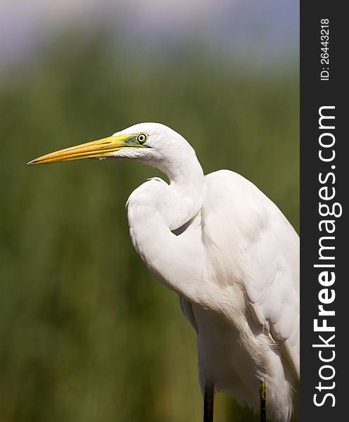 Great white egret bird portrait