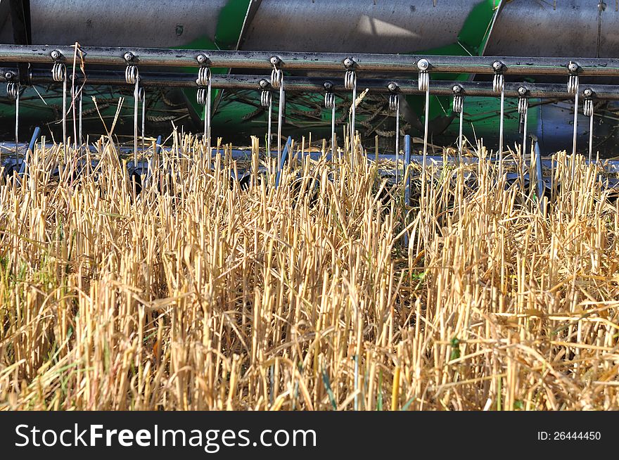 Part of a combine cutting a field of wheat. Part of a combine cutting a field of wheat