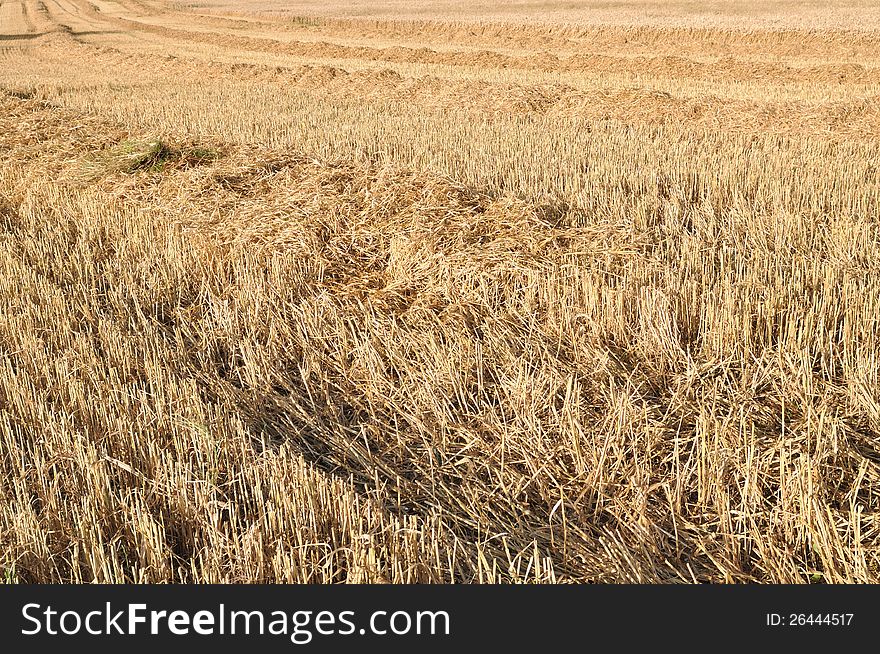 Harvested wheat field