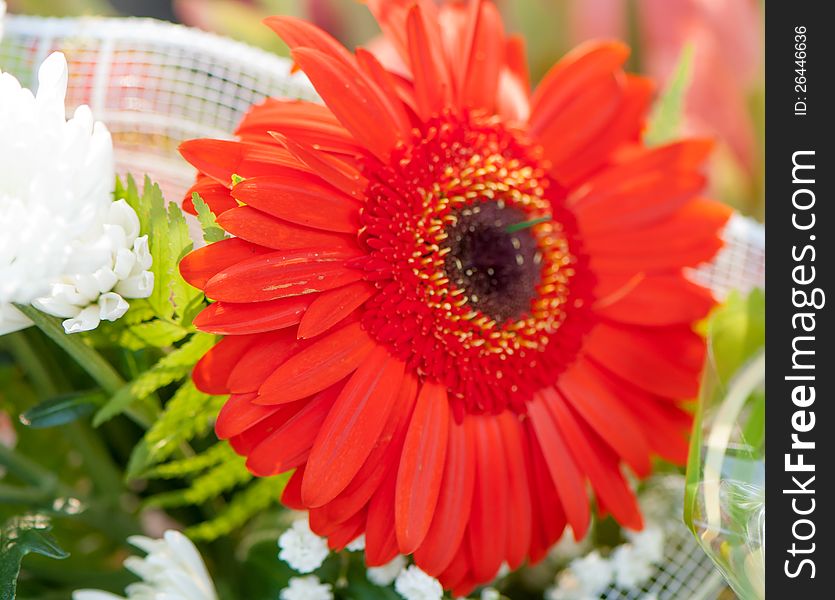 Beautiful fresh red flower closeup