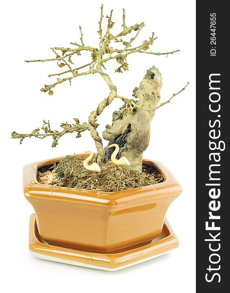 Bonsai Tree In A Pot