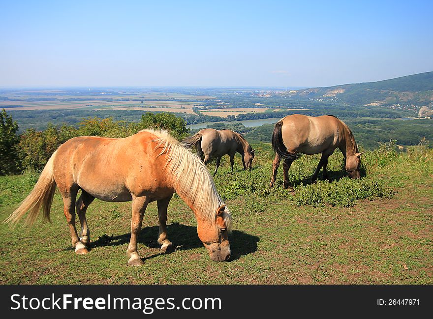 Three horses on hill with nice landscape