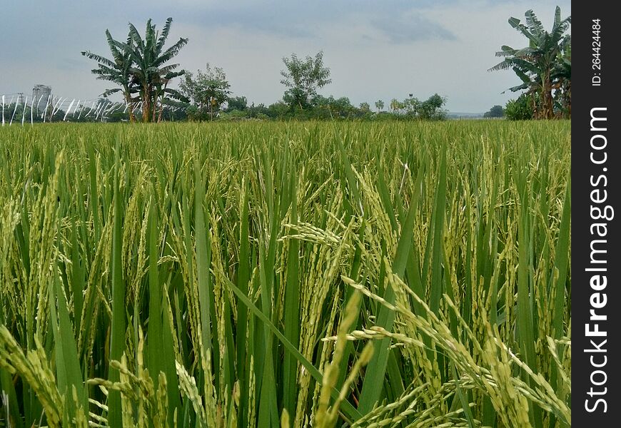 Tradisional Rice field in Indonesia