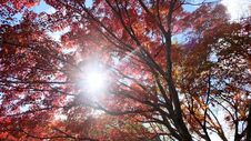 Maple Tree In Japan, You Can See In Autumn Stock Photo