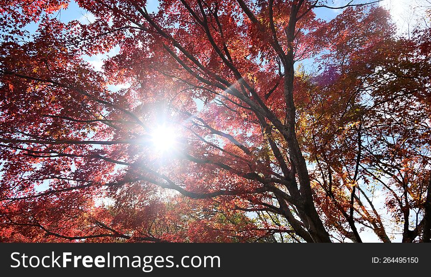 Maple tree in japan, you can see in autumn