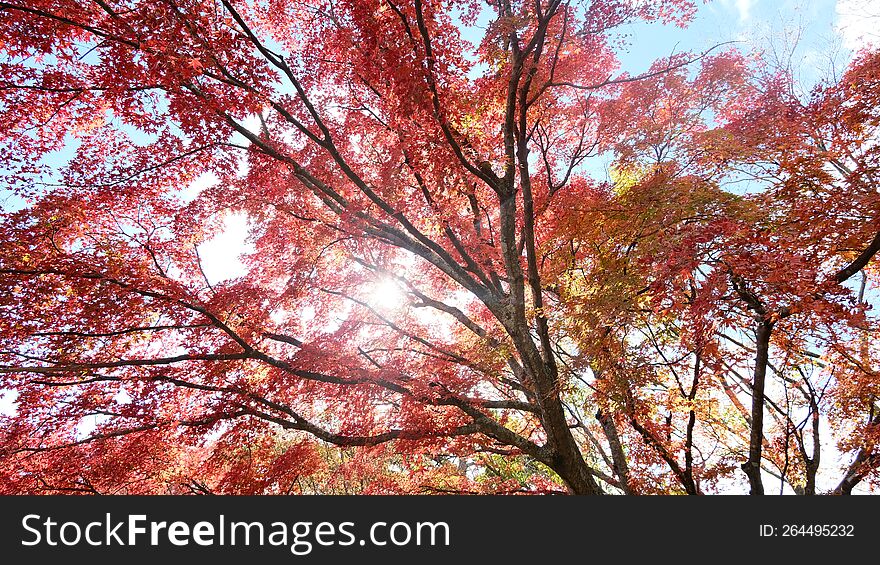 This Maple Japan, The Leaves Turn Red In Autumn