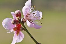 Flordaprince Peach Blossom Stock Image Flordaprince Peach Blossom Stock Image