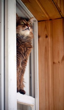 Somali Cat Seating In A Window Stock Photo Somali Cat Seating In A Window Stock Photo