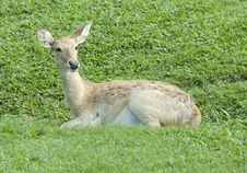 Little Deer Relaxing On The Glass Royalty Free Stock Image