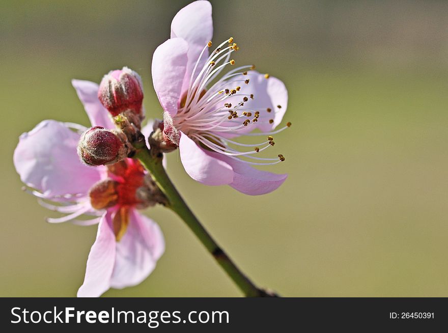 Flordaprince Peach Blossom