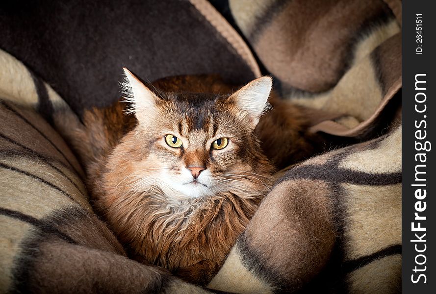 Somali Cat Portrait