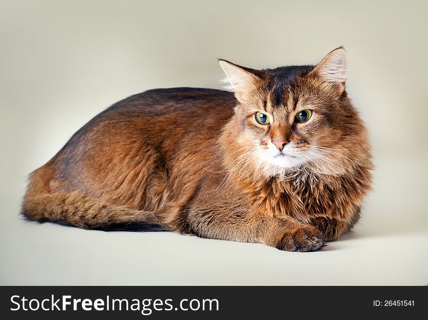 Somali cat on light background. Somali cat on light background