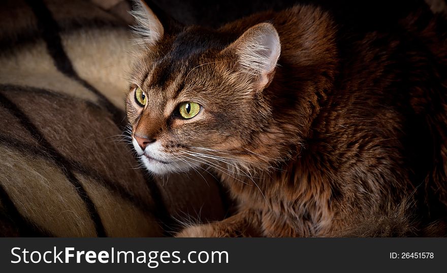 Somali Cat Portrait