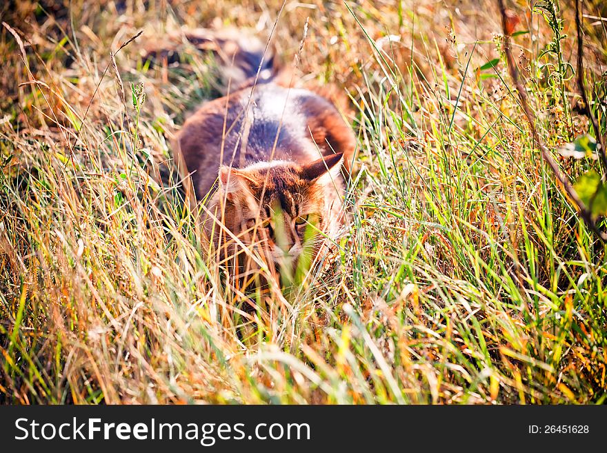 Somali cat hunting in a grass