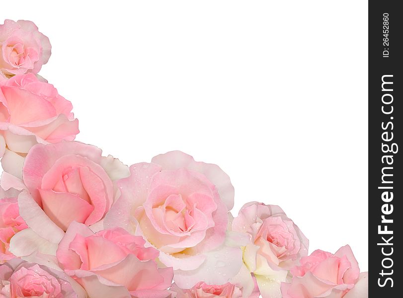 Pink roses isolated on white. Pink roses isolated on white