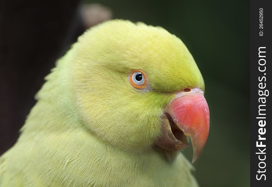 Yellow Indian Ringnecked Parakeet (Psittacula krameri). Yellow Indian Ringnecked Parakeet (Psittacula krameri)