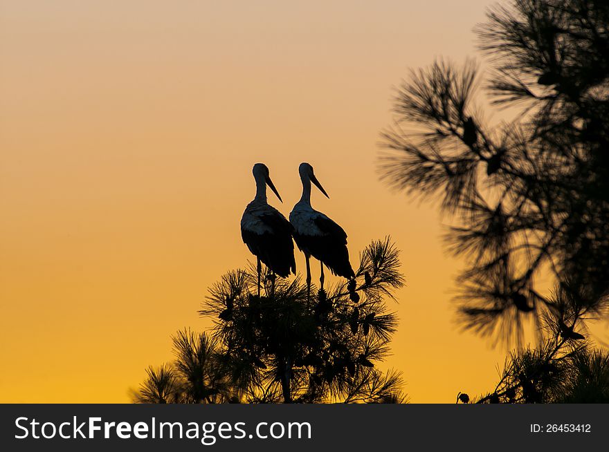 Two stork on a tree sunset. Two stork on a tree sunset