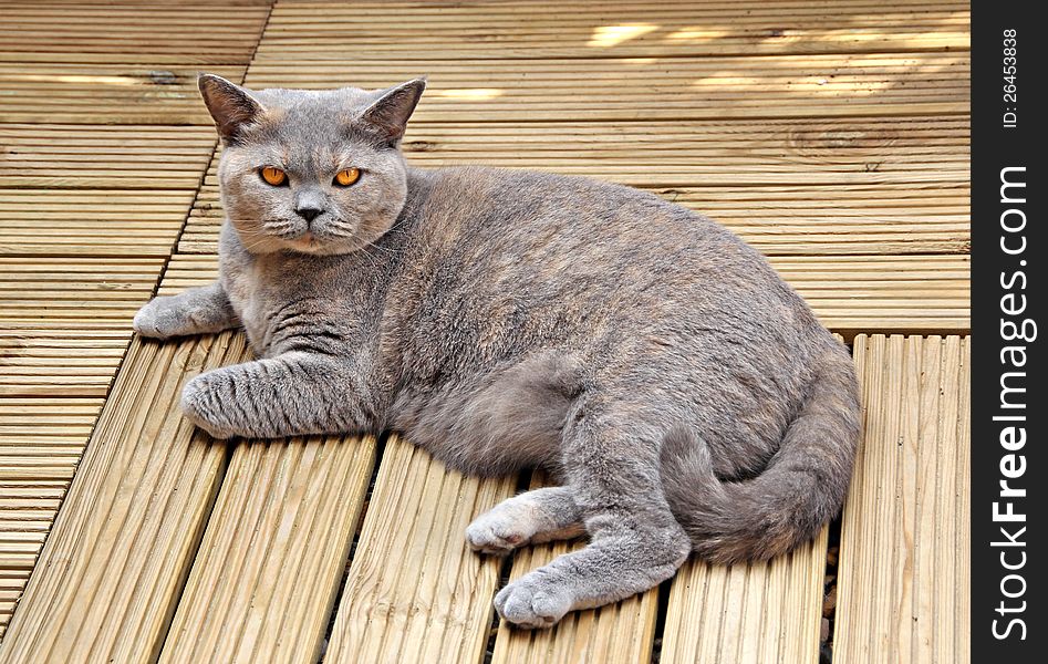 Photo of a beautiful pedigree british shorthair cat relaxing on decking boards. Photo of a beautiful pedigree british shorthair cat relaxing on decking boards.
